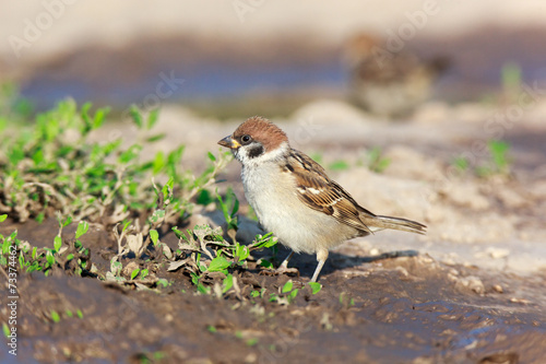 Passer montanus, Tree Sparrow. © fotoparus
