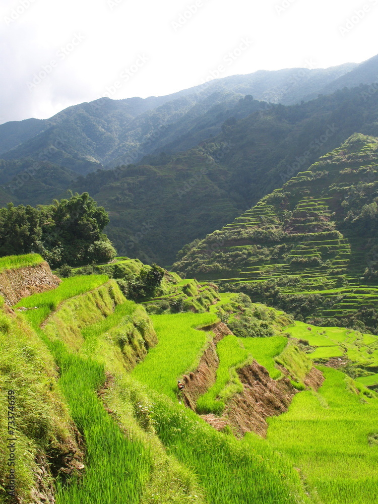Rice paddies in the north of Luzon Island, Philippines