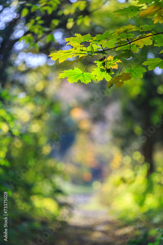 Colorful autumn foliage in the forest, on a beautiful fall day