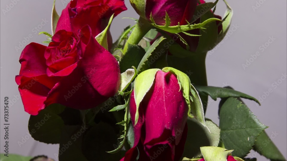 Zeitraffer verwelkte Rose blüht auf