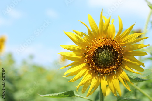 sunflower