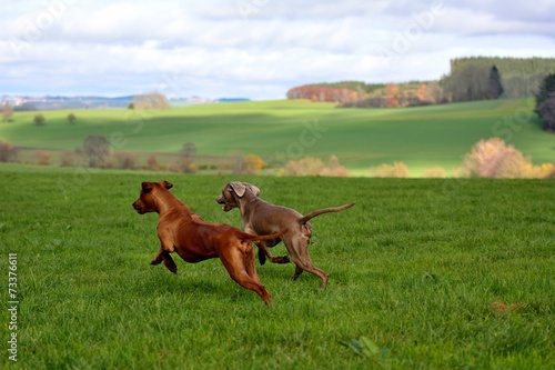 Laufende Hunde