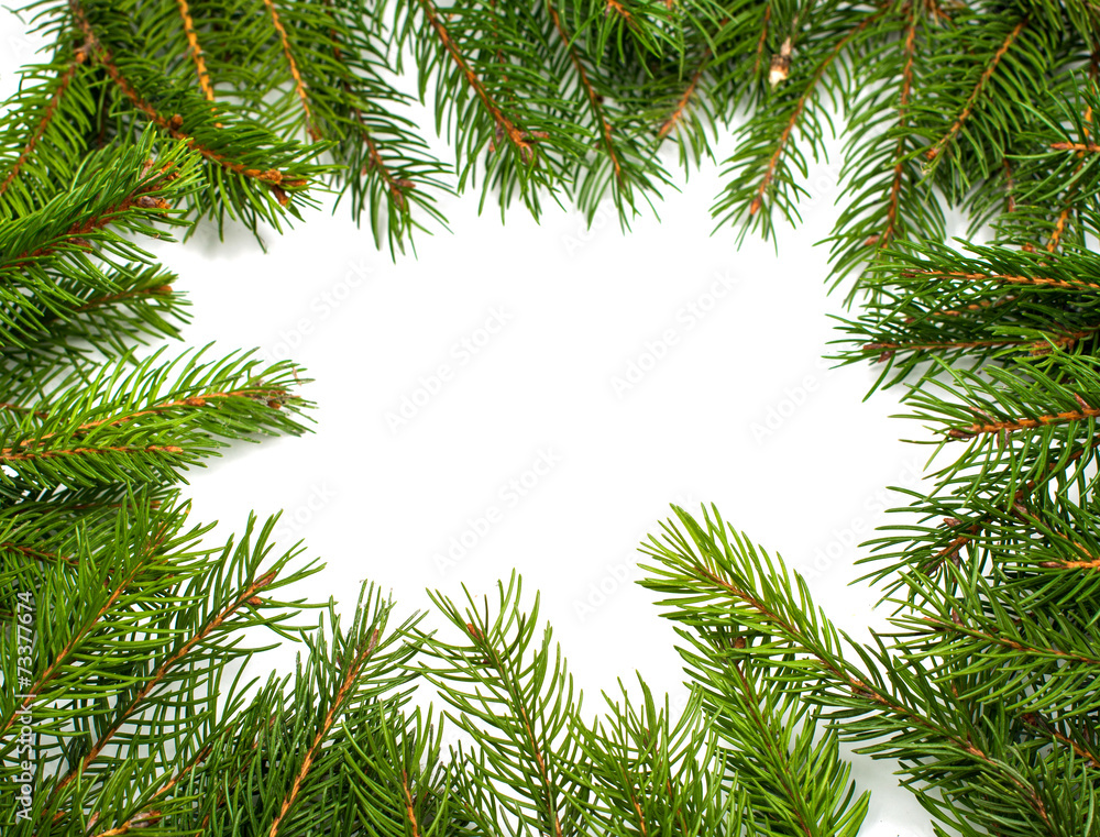 spruce twigs spruce twigs