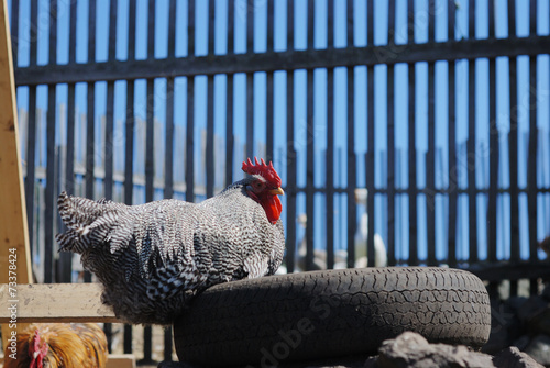 speckled rooster sits on old tires photo