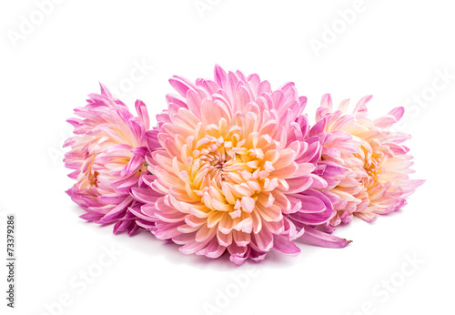 Fototapeta Naklejka Na Ścianę i Meble -  beautiful chrysanthemum isolated