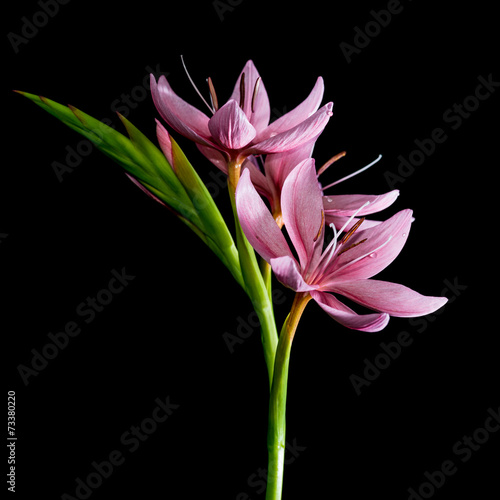 Pink Lily Lovelies
