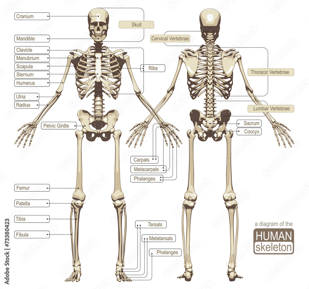 A Diagram Of The Human Skeleton Stock Vector Adobe Stock