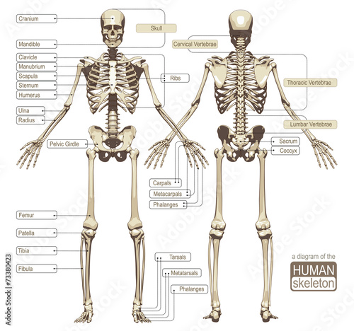 A diagram of the human skeleton photo