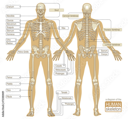A diagram of the human skeleton