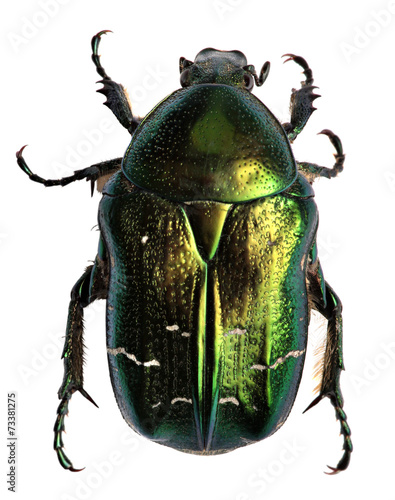 Valokuva Green beetle. Rose chafer , cetonia aurata isolated on white