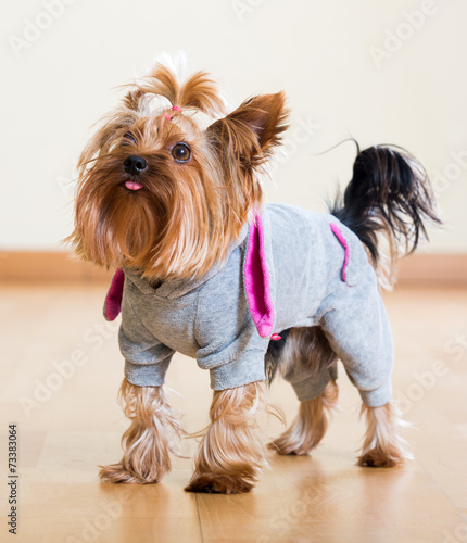 Yorkshire Terrier in overall staying on floor