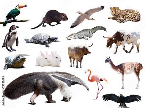 Set of  anteater and other animals of South America © JackF