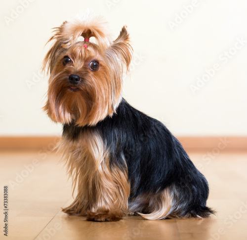 Yorkshire Terrier sitting on  floor © JackF