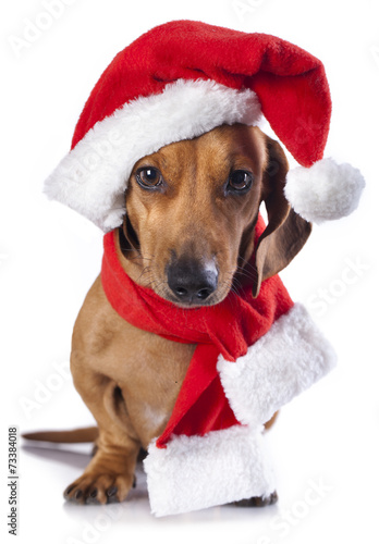 Fototapeta Naklejka Na Ścianę i Meble -  dog and cat and kitens wearing a santa hat