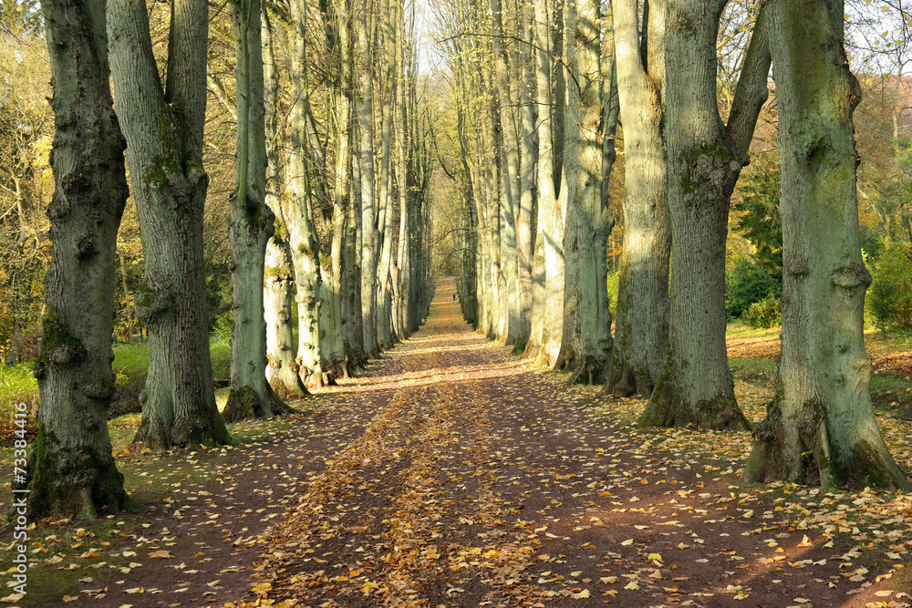 Fototapeta premium Bombergallee in Bad Pyrmont