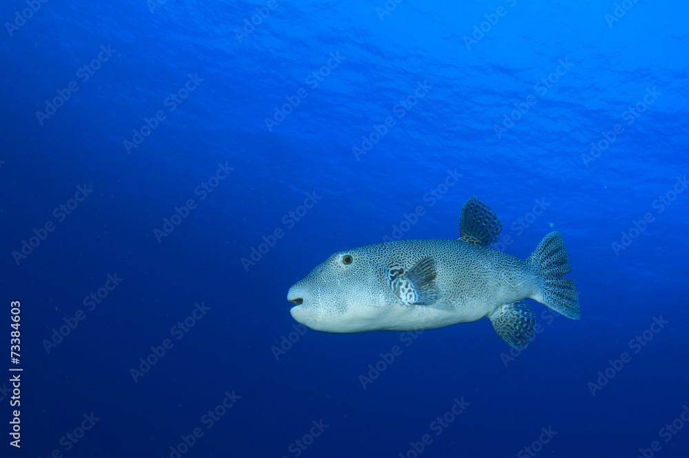 Giant Puffer fish Giant Puffer fish
