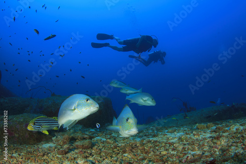 Scuba divers and sweetlips fish