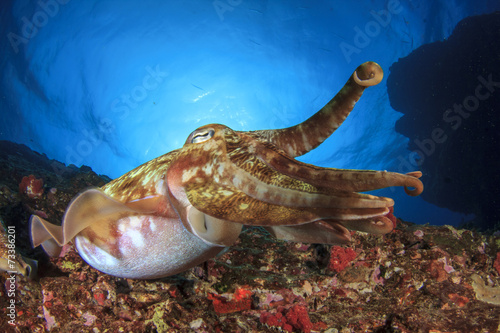 Wallpaper Mural Cuttlefish Torontodigital.ca