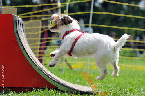 flyball photo