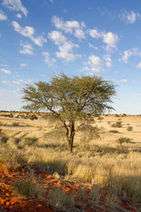 Crédence de cuisine Afrique Paysage désertique de Namibie  © Morenovel