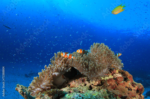 Fototapeta Naklejka Na Ścianę i Meble -  Clownfish (Nemo fish) and anemone