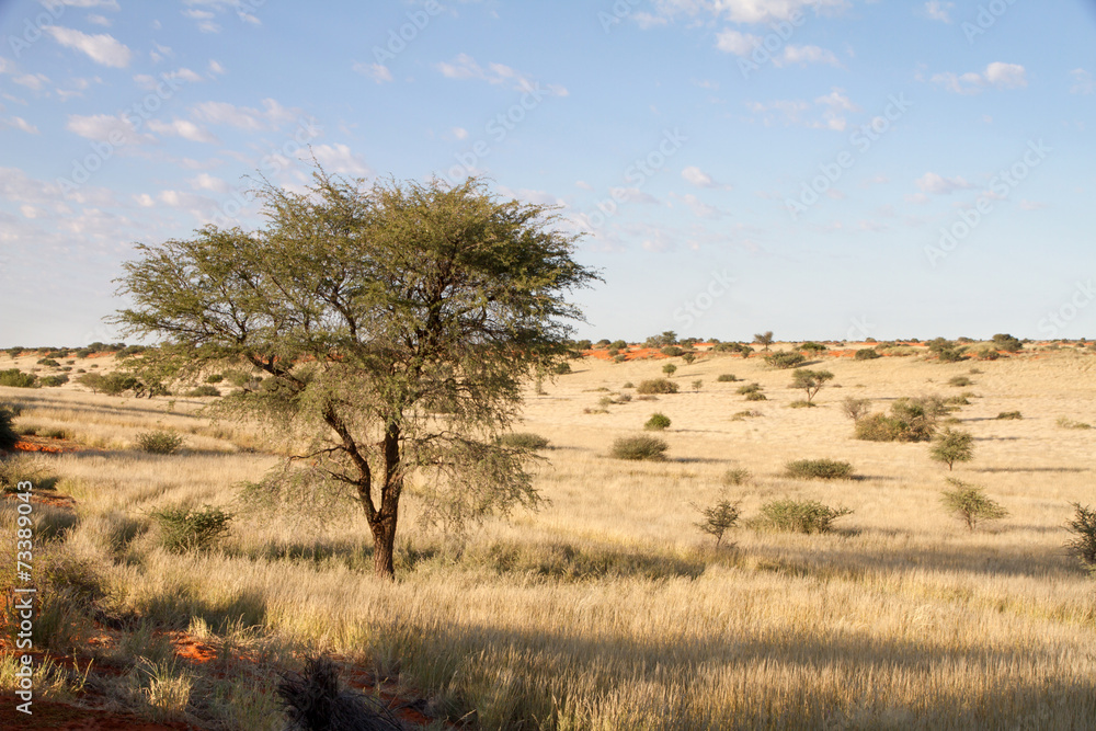 Namibian landscape