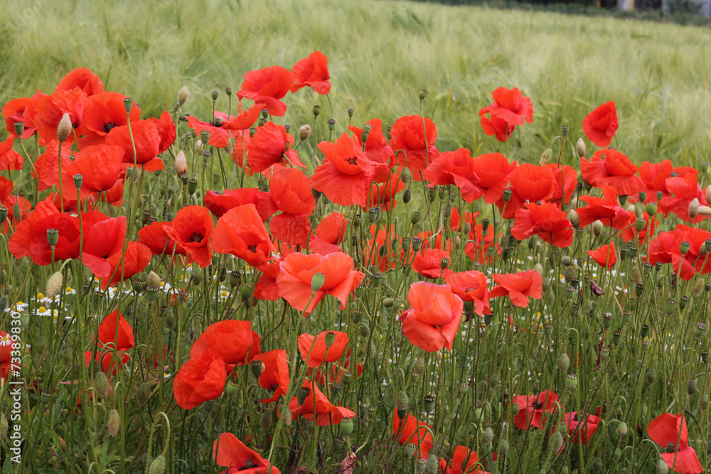 Fototapeta premium Mohnblüten