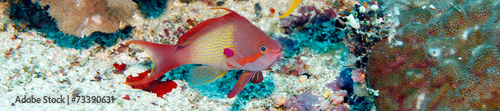 Fotografie sea goldie