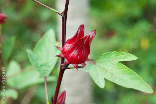 Close up Roselle fruits (Hibiscus sabdariffa L.), Thailand