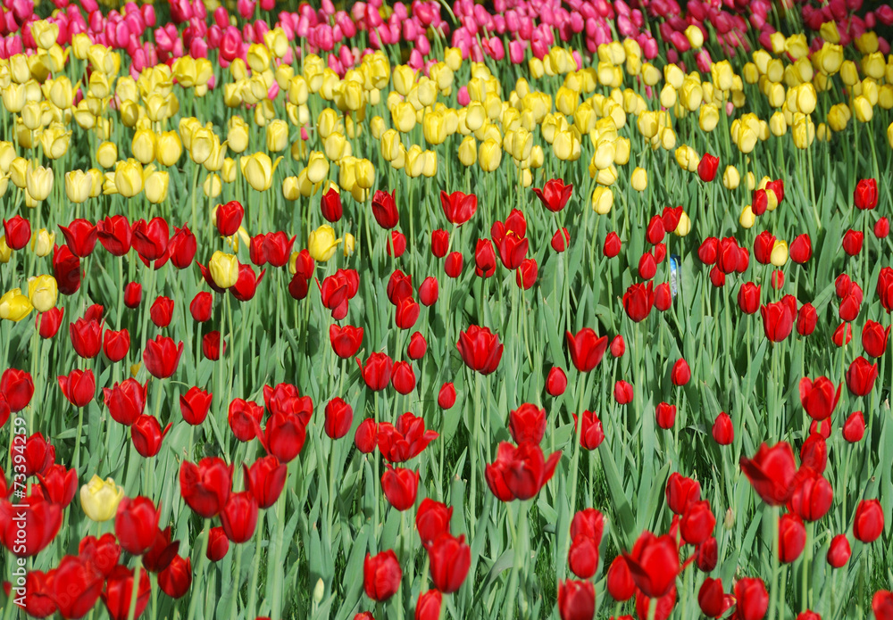 Flowers in Beijing park