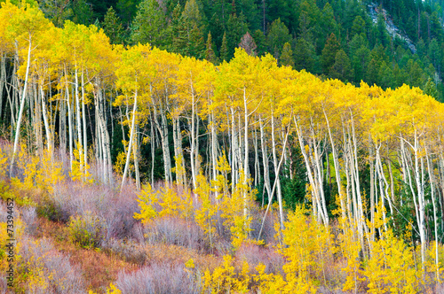 Valokuva A row of aspen trees in the peak of the Fall colors