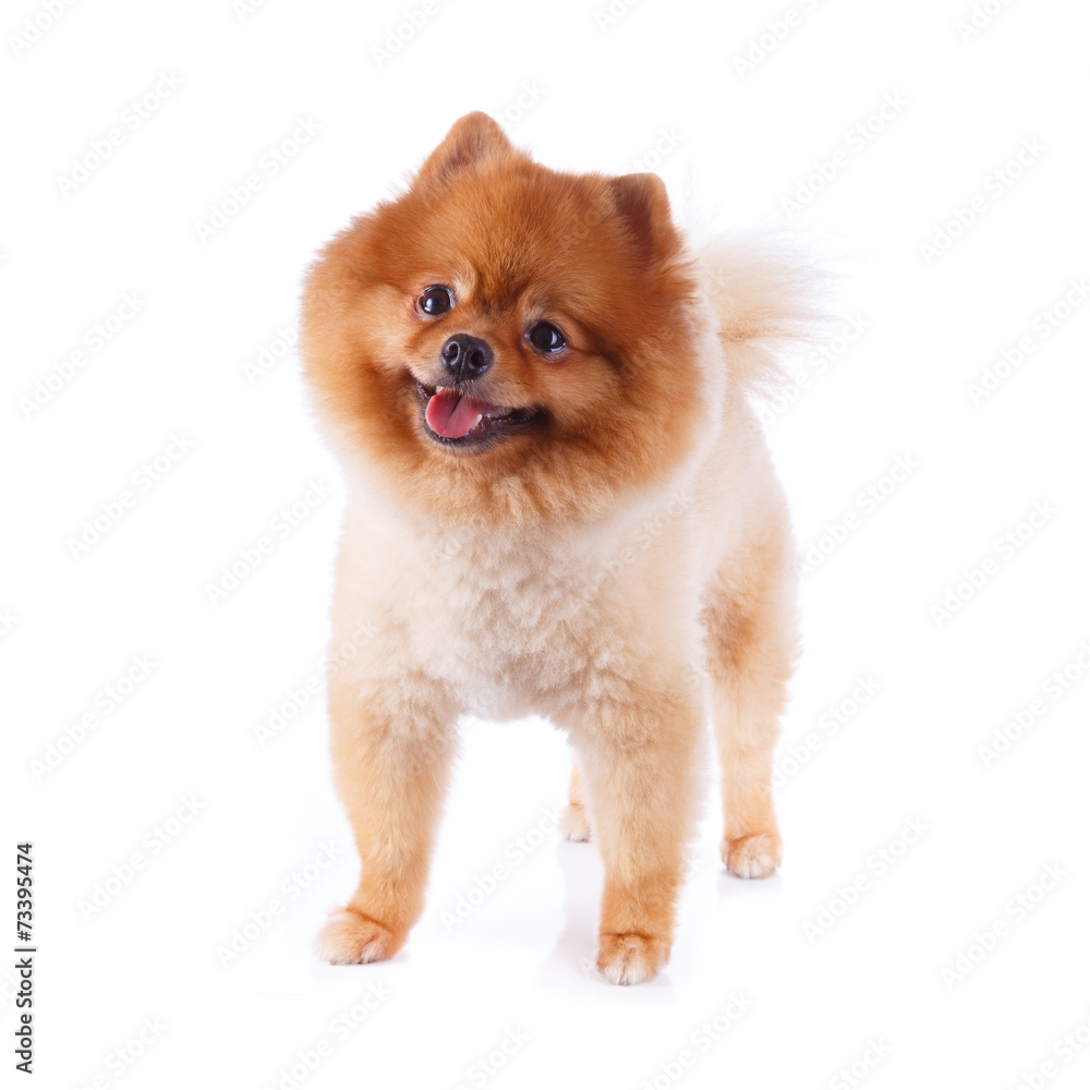 pomeranian dog brown short hair pomeranian dog brown short hair