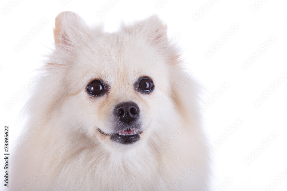 white pomeranian dog close up face