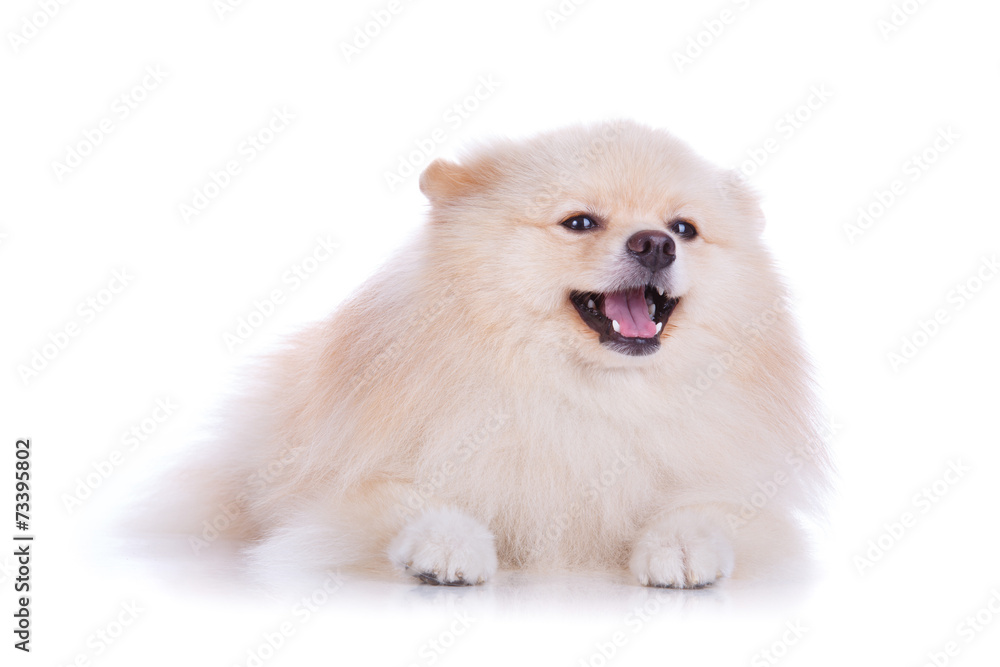 Obraz premium white pomeranian puppy dog