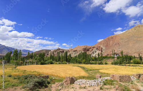 wheat farming at Ladakh