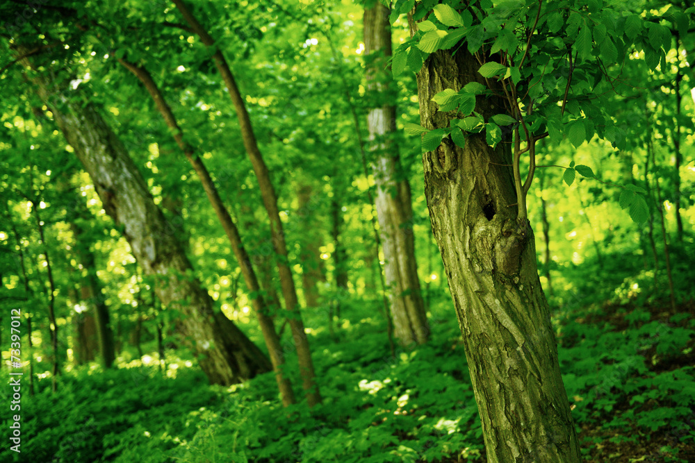 Beautiful spring leaves on tree outdoors Beautiful spring leaves on tree outdoors