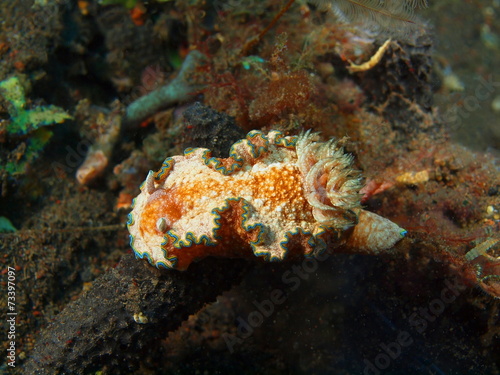 True sea slug, Island Bali, Tulamben photo