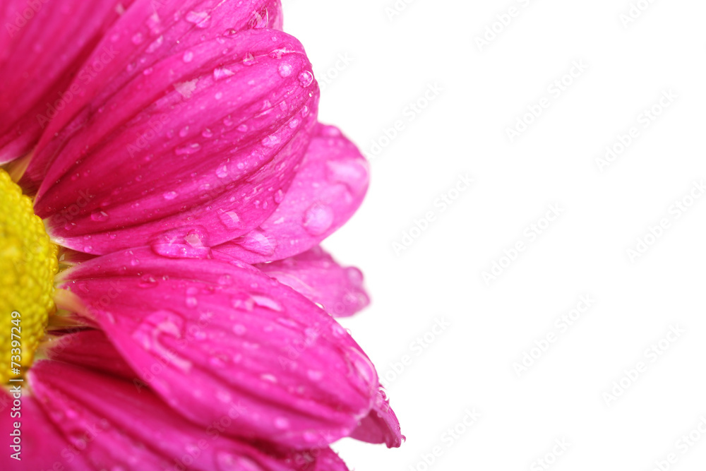 Water drops on chrysanthemum petals, close-up Water drops on chrysanthemum petals, close-up