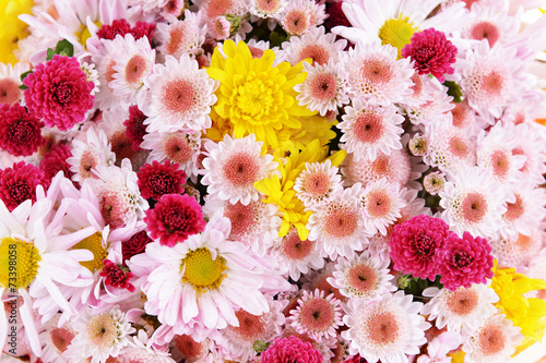 Fototapeta Naklejka Na Ścianę i Meble -  Beautiful flowers close-up