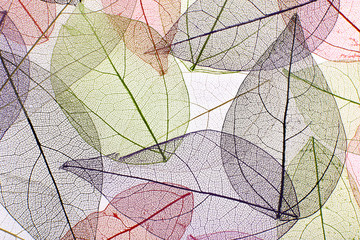 Papier peint photo Nervures de feuilles Decorative skeleton leaves background  © Africa Studio