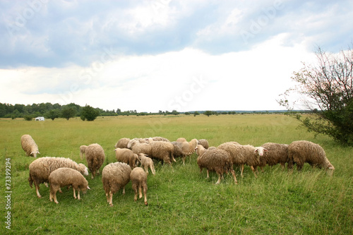 Flock of sheep on meadow