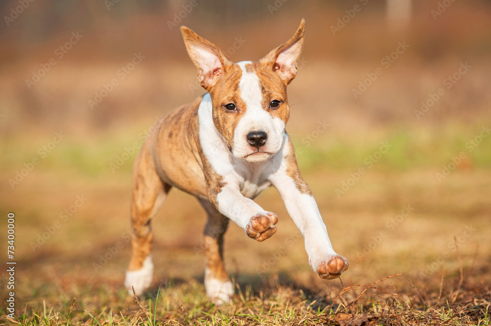 American staffordshire terrier puppy running with ears up