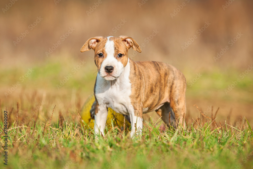 American staffordshire terrier puppy standing outdoors