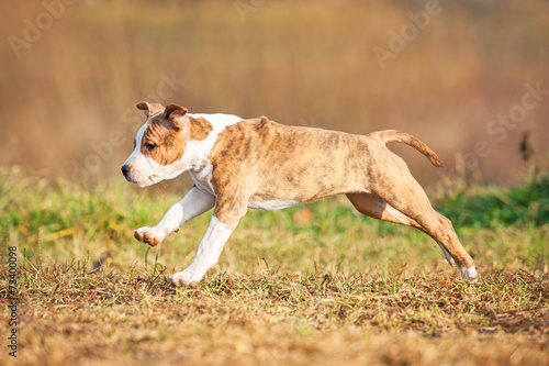 American staffordshire terrier puppy running in the yard