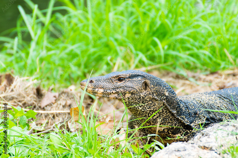 Fototapeta premium Komodo Dragon, the largest lizard in the park