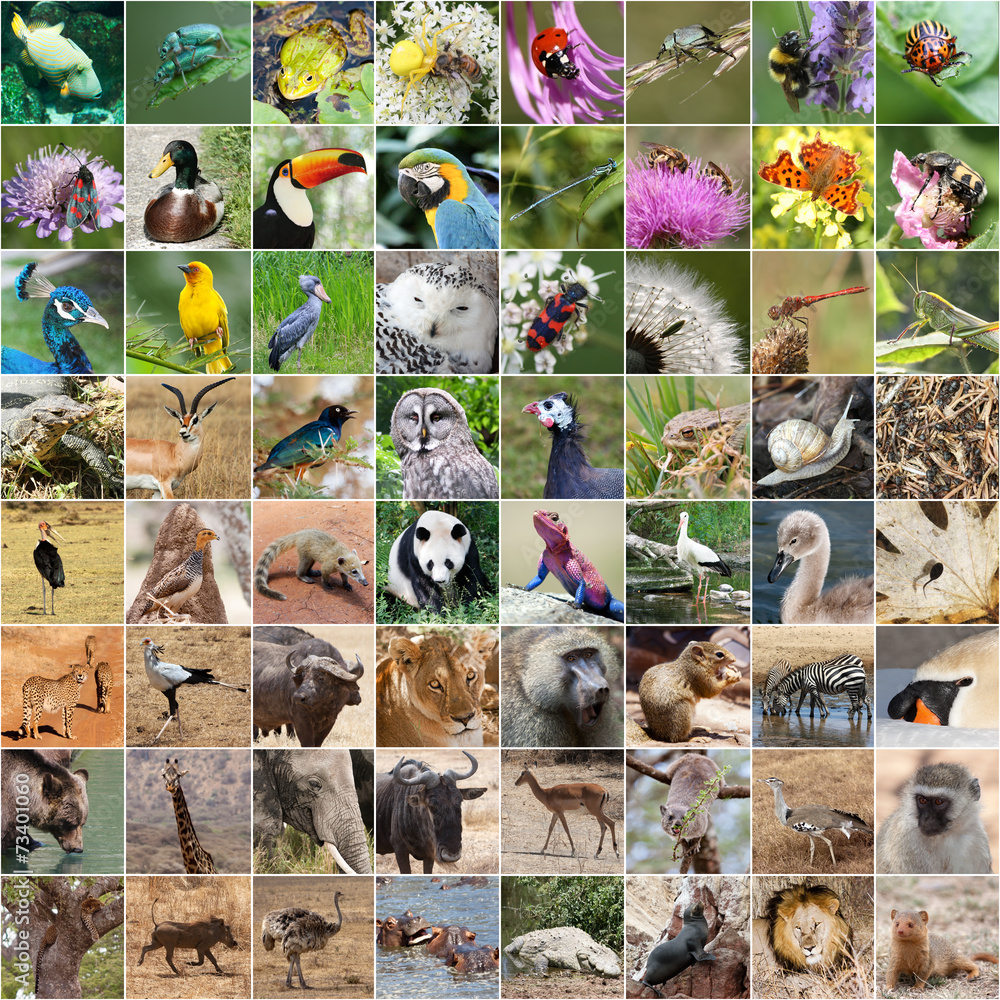 Фотоколлаж животных и растений
