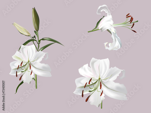 Fototapeta Naklejka Na Ścianę i Meble -  white lily flower isolated on light background