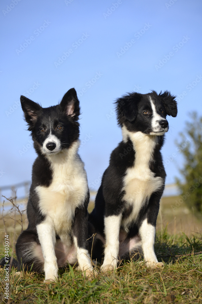 Border Collies