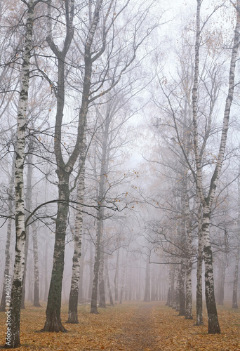 Walkway in mist autumn birch park