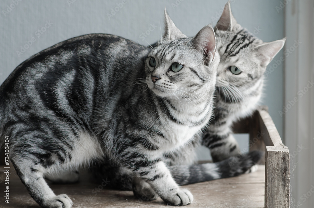 Obraz premium Two cats sitting on old wood shelf